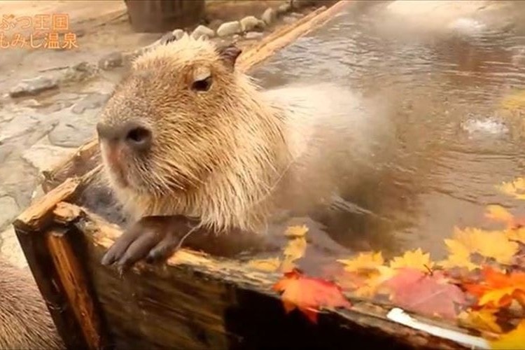 カピバラ×紅葉！癒しのコラボ「カピバラのもみじ温泉」が見ているだけで幸せな気分に♪