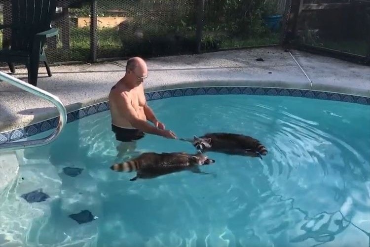 犬かきならぬ「アライグマかき」？プールでペットのアライグマ2匹が泳ぐ様子がカワイイ♪