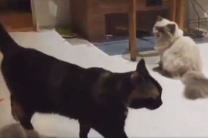 これはお見事！ニャンコが繰り出した技が合気道にしか見えない