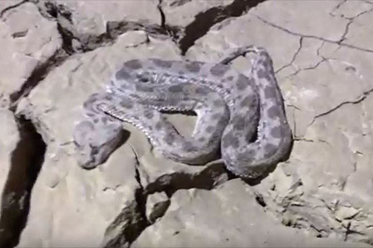 1ヶ月間も閉じ込められていたヘビに水を与えたら…みるみるうちに元気になった