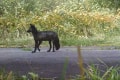 北海道で黒いキタキツネが発見されて話題に!一見すると犬にも見える!?