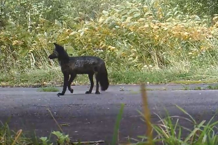 北海道で黒いキタキツネが発見されて話題に！一見すると犬にも見える！？