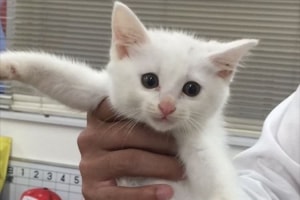 ボンネットの中で子ネコ発見！寒い季節、不幸な事故を避けるための「猫バンバン」