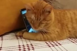 盲目の猫がピアノの音色に反応…大切にスマホを抱える姿に反響「なんとも言えない気持ちになる」