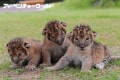 こりゃたまらん！三つ子の赤ちゃんライオンの抱っこイベントが開催…白浜アドベンチャーワールド