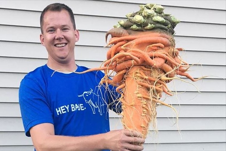 とんでもない大きさのニンジンが収穫される！ギネスワールドレコーズに認定