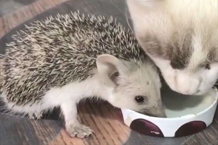 動画 ニャンコとハリネズミが一緒にミルクを飲む光景が微笑ましい Fundo