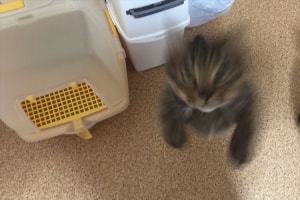 ウルトラマンの登場シーンのよう…携帯が壊れる直前の決定的瞬間が話題に！