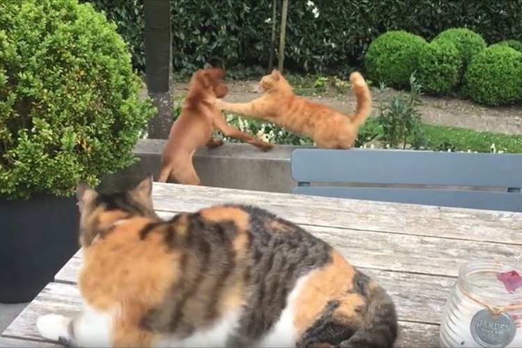 親友のワンコがとあるニャンコに攻撃される→すかさず助けに行くニャンコ