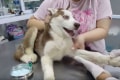 初めての採血…注射が怖いハスキー犬のリアクションがかわいすぎる!