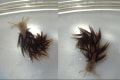 水族館で新種発見か!?志摩マリンランドがTwitterでウミウシの情報募集し話題に