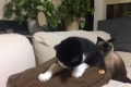 ニャニャニャ?!気になるマッサージクッションの中身を見た猫ちゃんの反応が面白い!