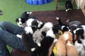 犬好きには堪らない!沢山の仔犬たちが襲ってくれる動画の癒し効果がスゴイ!