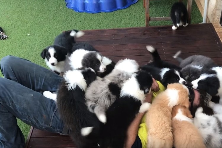犬好きには堪らない！沢山の仔犬たちが襲ってくれる動画の癒し効果がスゴイ！