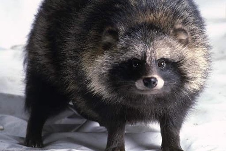 【海外の反応】「タヌキって日本の昔話に伝わる想像上の動物だと思ってた！」タヌキに対する海外の反応が面白い！