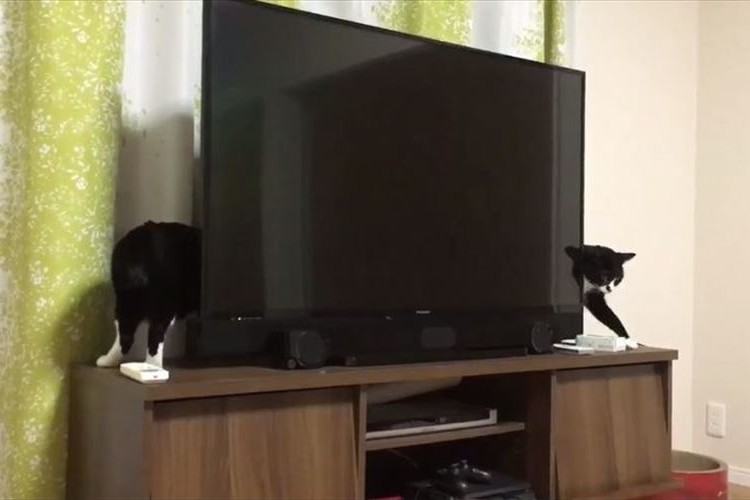 「えぇぇえー!?胴体ながっっ!」ニャンコのイリュージョンが可愛すぎ