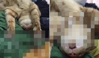 ぐっすり寝ている猫にいたずらしてみたら全然起きなかった！そしてかわいすぎた。。。