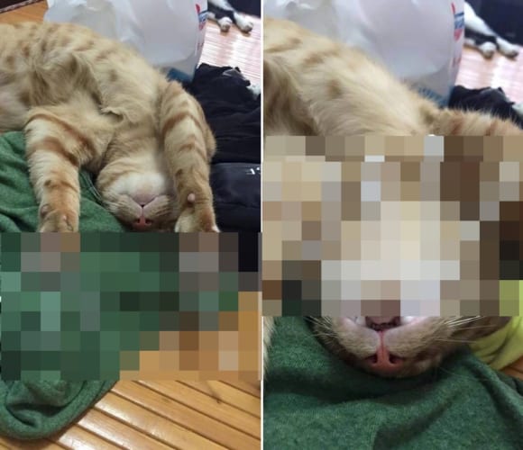 ぐっすり寝ている猫にいたずらしてみたら全然起きなかった！そしてかわいすぎた。。。