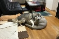 人をダメにするソファは"犬"もダメにする!?それを証明する写真が可愛すぎ