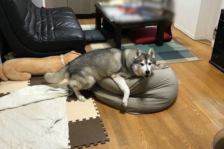 人をダメにするソファは"犬"もダメにする！？それを証明する写真が可愛すぎ