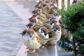 チュンチュンの大整列!たくさんのスズメたちがキチンと並ぶ様が愛らしすぎる♡