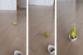 俊足ぅぅ~!エサに向かって疾走するインコさん、めっちゃ速いの巻