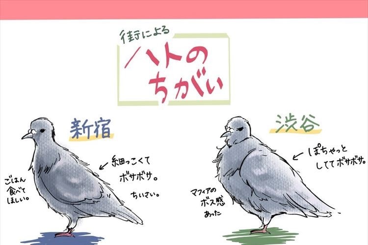 ハトってその街を如実に表してるね！新宿・渋谷・上野での風貌の違いが話題に