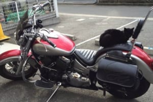 バイクに猫が居座り困っていた→座布団を敷いてあげた→持ち主の心境にとある変化が