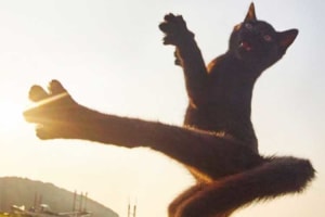 アタタタタタタタッ！！アチョー！躍動感あふれるニャンコたちに注目！