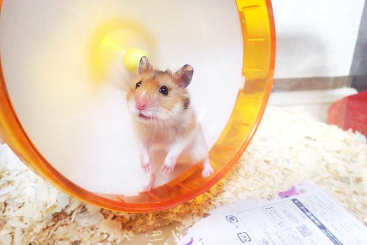 ブレーキ技術がただものではない！スライディングするハムスターが可愛いと話題！