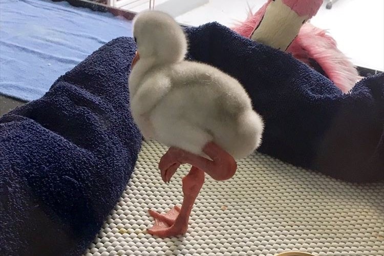 フラミンゴの赤ちゃん♪ 片足立ちの練習をしている様子が可愛らしい！