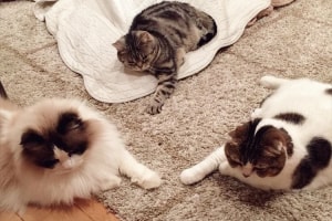 ん？なんだなんだ！？帰宅したらニャンコたちが謎の儀式を行っていた！