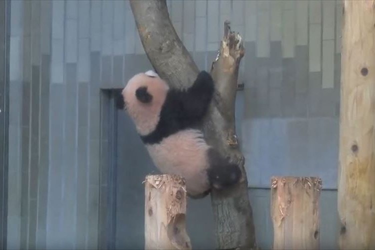 木登りに挑むも…ひゅ～んと落ちちゃった 上野動物園のシャンシャンの可愛さにキュン死