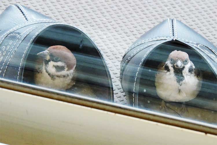 サンダル増やしたい…“サンダルの中で暖をとる”すずめちゃんが可愛いと話題に！