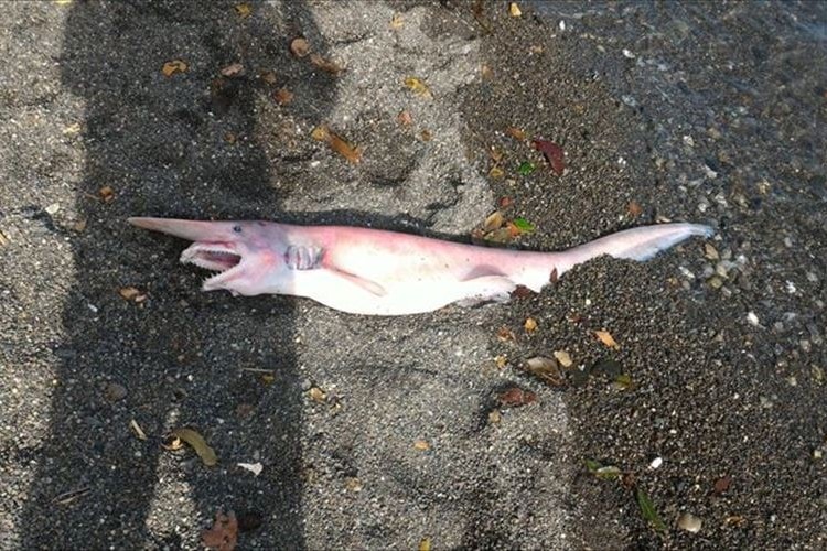 何コレ！？日本屈指のダイビングスポット大瀬崎のビーチに謎の深海生物が！