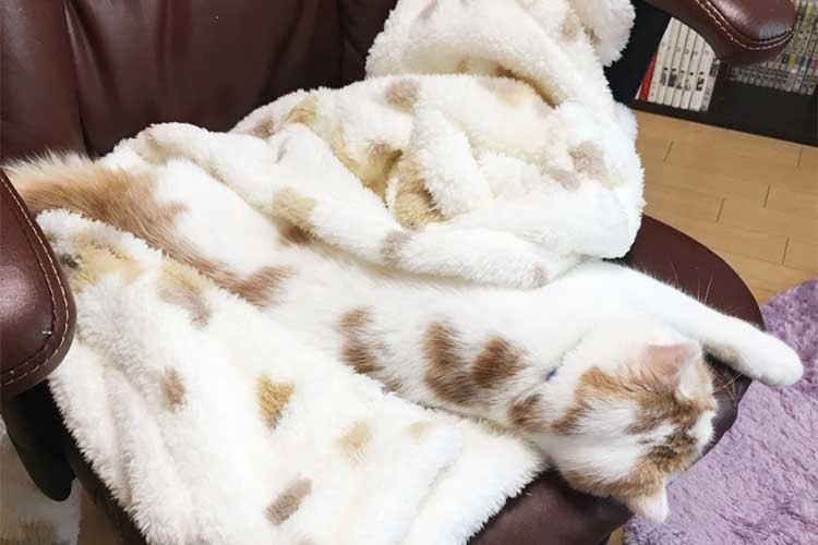 同化しすぎでしょ！どこからが毛布で、どこからがニャンコか分からないと話題に！