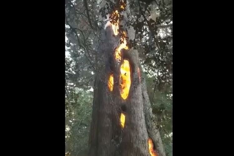 えっ…なんで！？木の内部だけが燃えている！？不思議すぎる現象が話題に