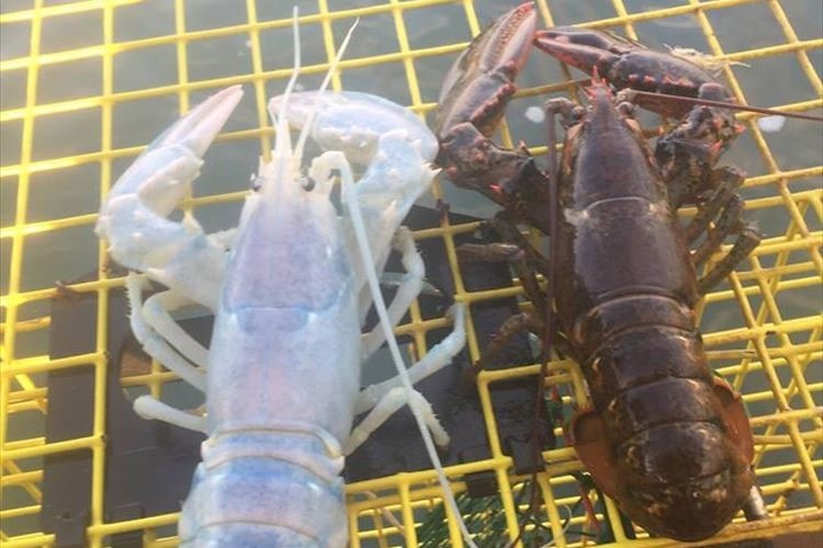 何コレ！？アメリカで神秘的な“半透明のロブスター”が捕獲されて話題に！