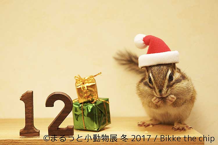 人気ハリネズミの『あずきくん』&リス&モモンガたちが『まるっと小動物展』に大集合!