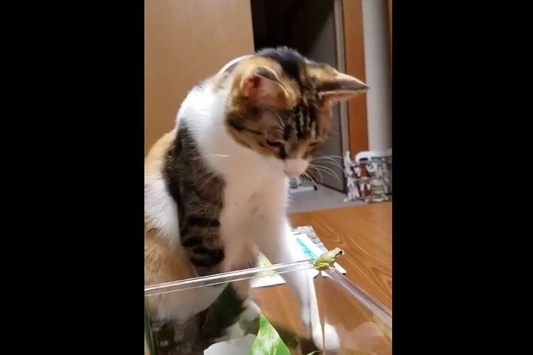 優しく撫でたり見守ったり…ペットのカエルを可愛がるニャンコが話題に！