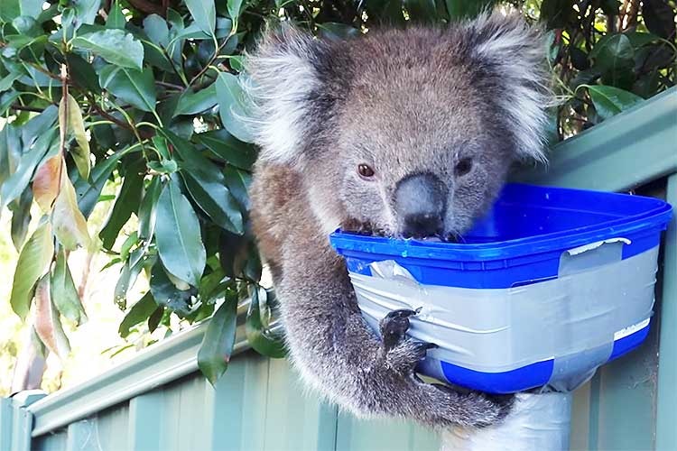 年末に向かい何かと忙しくなる時期ですが…コアラがひたすら水を飲む姿に癒されます♪