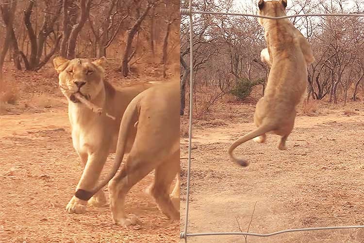それ…犬の遊びじゃなかった？「取って来い」で無邪気に遊ぶライオンが話題に！