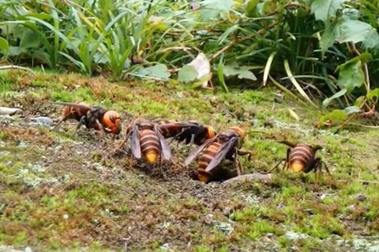 【動画】クロスズメ蜂の駆除&オオスズメ蜂の捕獲シーンが凄いと話題に！
