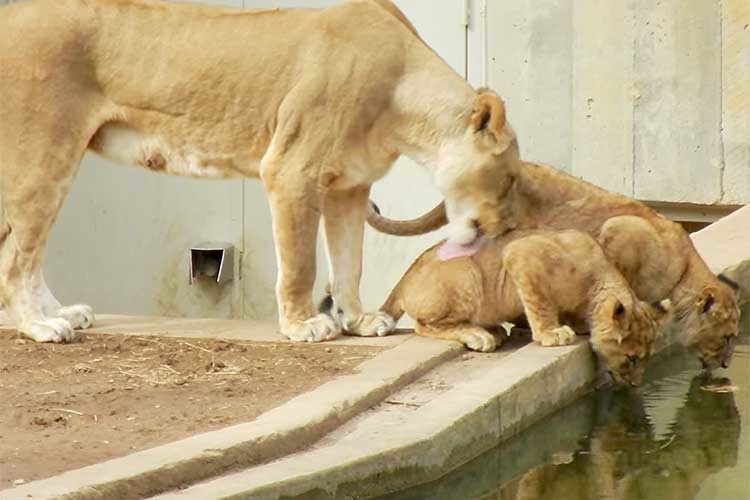 「ママったら〜っ！」チャプチャプ水を飲む子どもが愛おしすぎて…やってしまったママライオン！