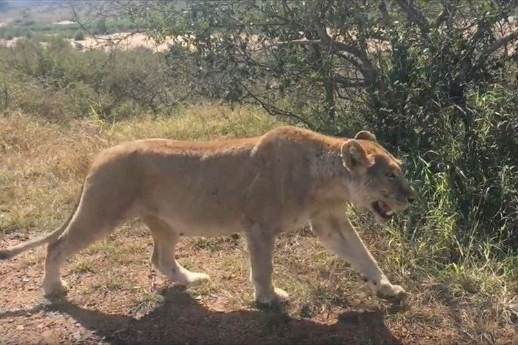 ゾウの群れに襲撃されてはぐれてしまった子供たちを探す母ライオン…最後の一匹がいない