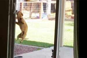 まさか！そんな方法で戸を開けるとは…忍者ワンコの脚力と執念が凄すぎると話題に！