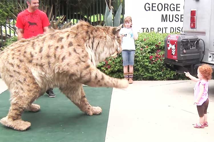 そんなに近づいて大丈夫！？突然現れた“巨大猫”にロサンゼルスの街が騒然！