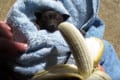 母を亡くしたコウモリの赤ちゃんを保護…バナナをスゴイ勢いで食べる様子が話題に