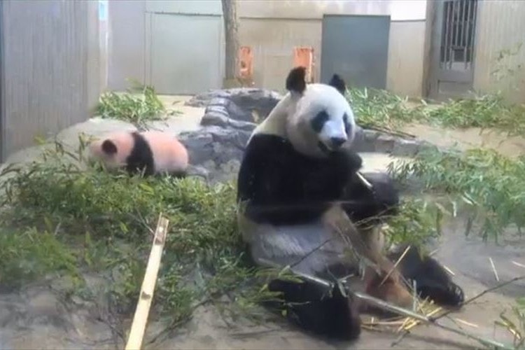 「ハッ！大丈夫かしら！？」後ろにいる我が子に驚く母パンダのリアクションが人間みたい