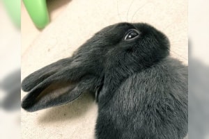 耳が口ばしに見えるぞ！？あの有名な"だまし絵"みたいな顔で寝るウサギが可愛い